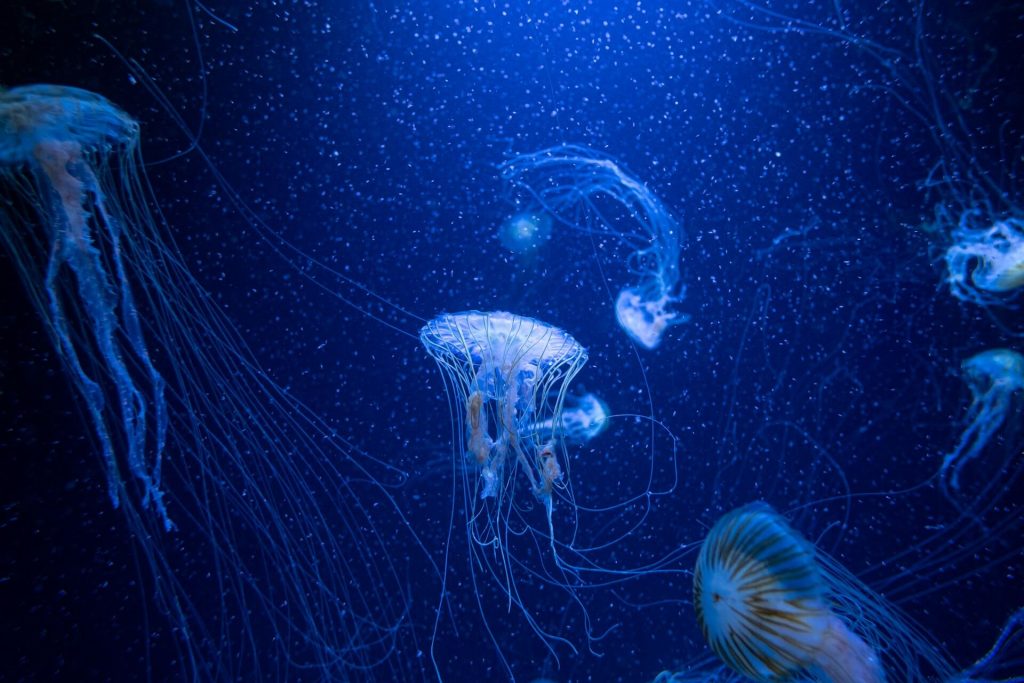 Jellyfish_TheNewStack